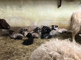 Suomenlammas, ahvenanmaanlammas, Muut eläimet, Lemmikkieläimet, Sastamala, Tori.fi Suomenlammas, ahvenanmaanlammas, Muut eläimet, Lemmikkieläimet, Sastamala, Tori.fi