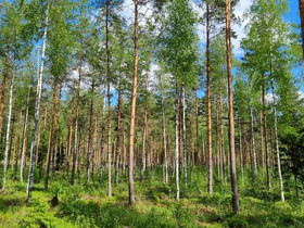 Koivuniityntie Slätmossen, Linnanpelto, Sipoo, Metsätilat ja maatilat, Sipoo, Tori.fi Koivuniityntie Slätmossen, Linnanpelto, Sipoo, Metsätilat ja maatilat, Sipoo, Tori.fi