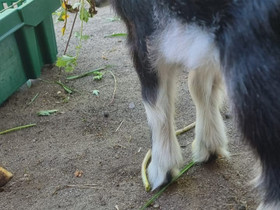 Suomenvuohi kuttu ja kaksi (kuttu) kiliä, Muut eläimet, Lemmikkieläimet, Kemiönsaari, Tori.fi Suomenvuohi kuttu ja kaksi (kuttu) kiliä, Muut eläimet, Lemmikkieläimet, Kemiönsaari, Tori.fi