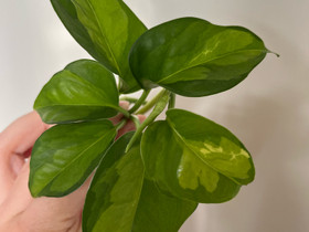 VARATTU Global green pothos, Kasvit ja siemenet, Piha ja puutarha, Kuopio, Tori.fi VARATTU Global green pothos, Kasvit ja siemenet, Piha ja puutarha, Kuopio, Tori.fi