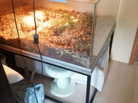 Lasiterraario + pöytä, Muut eläintarvikkeet, Lemmikkieläimet, Vihti, Tori.fi Lasiterraario + pöytä, Muut eläintarvikkeet, Lemmikkieläimet, Vihti, Tori.fi