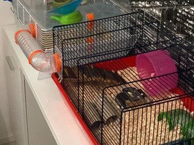 Hamsterin häkki setti, Muut eläintarvikkeet, Lemmikkieläimet, Eura, Tori.fi Hamsterin häkki setti, Muut eläintarvikkeet, Lemmikkieläimet, Eura, Tori.fi