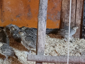 Fasaanin tipuja ja nuorikoita, Muut eläimet, Lemmikkieläimet, Tervo, Tori.fi Fasaanin tipuja ja nuorikoita, Muut eläimet, Lemmikkieläimet, Tervo, Tori.fi