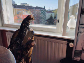 3H, Teiskontie 8, Kaleva, Tampere, Myytävät asunnot, Asunnot, Tampere, Tori.fi 3H, Teiskontie 8, Kaleva, Tampere, Myytävät asunnot, Asunnot, Tampere, Tori.fi