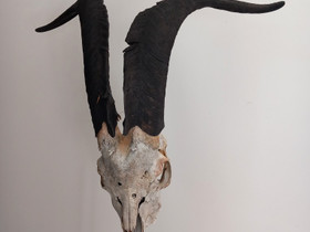 Vuohen kallo, Muu sisustus, Sisustus ja huonekalut, Mäntyharju, Tori.fi Vuohen kallo, Muu sisustus, Sisustus ja huonekalut, Mäntyharju, Tori.fi