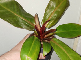 Philodendron, Kasvit ja siemenet, Piha ja puutarha, Helsinki, Tori.fi Philodendron, Kasvit ja siemenet, Piha ja puutarha, Helsinki, Tori.fi