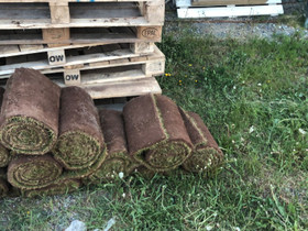 Siirtonurmea n. 10m2, Kasvit ja siemenet, Piha ja puutarha, Lieto, Tori.fi Siirtonurmea n. 10m2, Kasvit ja siemenet, Piha ja puutarha, Lieto, Tori.fi