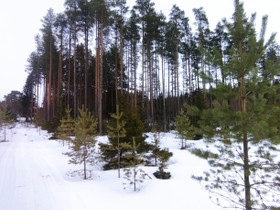 Tukkipuuta, Metsätilat ja maatilat, Liminka, Tori.fi Tukkipuuta, Metsätilat ja maatilat, Liminka, Tori.fi