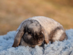 Kääpiöluppa naaras, Jyrsijät, Lemmikkieläimet, Jämsä, Tori.fi Kääpiöluppa naaras, Jyrsijät, Lemmikkieläimet, Jämsä, Tori.fi