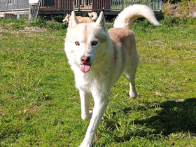 Siperianhusky narttu, Koirat, Lemmikkieläimet, Eura, Tori.fi Siperianhusky narttu, Koirat, Lemmikkieläimet, Eura, Tori.fi