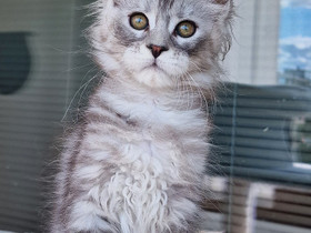 Mainecoon, Kissat, Lemmikkieläimet, Helsinki, Tori.fi Mainecoon, Kissat, Lemmikkieläimet, Helsinki, Tori.fi