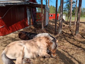Pihattopaikka, Muut hevostarvikkeet, Hevoset ja hevosurheilu, Tyrnävä, Tori.fi Pihattopaikka, Muut hevostarvikkeet, Hevoset ja hevosurheilu, Tyrnävä, Tori.fi