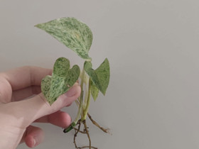 Kultaköynnös marble queen, Kasvit ja siemenet, Piha ja puutarha, Vantaa, Tori.fi Kultaköynnös marble queen, Kasvit ja siemenet, Piha ja puutarha, Vantaa, Tori.fi