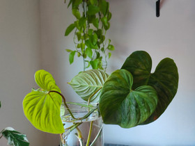 Majestic philodendron, Kasvit ja siemenet, Piha ja puutarha, Pori, Tori.fi Majestic philodendron, Kasvit ja siemenet, Piha ja puutarha, Pori, Tori.fi