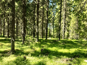 Metsätila Maaningalla, Metsätilat ja maatilat, Kuopio, Tori.fi Metsätila Maaningalla, Metsätilat ja maatilat, Kuopio, Tori.fi