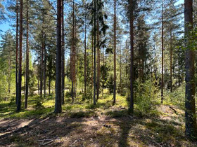1.01 ha, Syvänojantie, Nurmijärvi, Tontit, Nurmijärvi, Tori.fi