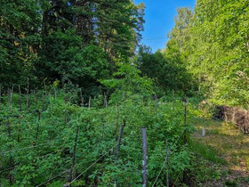 2971m², Immersbyntie 141, Sipoo, Tontit, Sipoo, Tori.fi 2971m², Immersbyntie 141, Sipoo, Tontit, Sipoo, Tori.fi