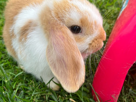Mini-lop poikaset, Jyrsijät, Lemmikkieläimet, Miehikkälä, Tori.fi Mini-lop poikaset, Jyrsijät, Lemmikkieläimet, Miehikkälä, Tori.fi