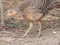 Kultafasaani koiraita, 2 naarasta