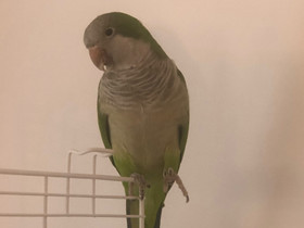 Munkkiaratti 3v quaker parrot, Muut eläimet, Lemmikkieläimet, Forssa, Tori.fi Munkkiaratti 3v quaker parrot, Muut eläimet, Lemmikkieläimet, Forssa, Tori.fi