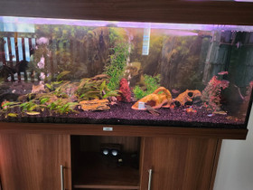 Akvaario 240l, Kalat ja akvaariot, Lemmikkieläimet, Orimattila, Tori.fi Akvaario 240l, Kalat ja akvaariot, Lemmikkieläimet, Orimattila, Tori.fi
