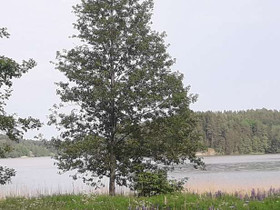 341m², Kotojärventie 10, Laukkoski, Tontit, Pornainen, Tori.fi 341m², Kotojärventie 10, Laukkoski, Tontit, Pornainen, Tori.fi