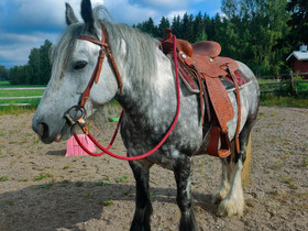Irlannin cob tamma, Hevoset ja ponit, Hevoset ja hevosurheilu, Kouvola, Tori.fi Irlannin cob tamma, Hevoset ja ponit, Hevoset ja hevosurheilu, Kouvola, Tori.fi