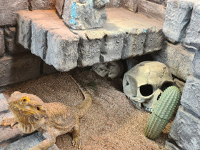 Parta-agama ja iso terraario(160) MYYTY!, Muut eläimet, Lemmikkieläimet, Hämeenlinna, Tori.fi Parta-agama ja iso terraario(160) MYYTY!, Muut eläimet, Lemmikkieläimet, Hämeenlinna, Tori.fi