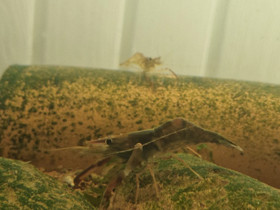Macrobrachium assamense, Kalat ja akvaariot, Lemmikkieläimet, Pori, Tori.fi Macrobrachium assamense, Kalat ja akvaariot, Lemmikkieläimet, Pori, Tori.fi
