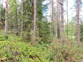 Tontit 2kpl, Tontit, Hyrynsalmi, Tori.fi Tontit 2kpl, Tontit, Hyrynsalmi, Tori.fi