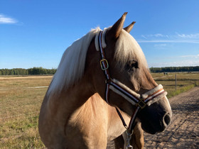 Vuokraaja etsinnässä!, Hevoset ja ponit, Hevoset ja hevosurheilu, Kouvola, Tori.fi Vuokraaja etsinnässä!, Hevoset ja ponit, Hevoset ja hevosurheilu, Kouvola, Tori.fi