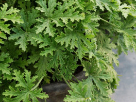 Tuoksupelargonia, Kasvit ja siemenet, Piha ja puutarha, Vaasa, Tori.fi Tuoksupelargonia, Kasvit ja siemenet, Piha ja puutarha, Vaasa, Tori.fi
