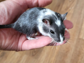 2 tyttö gerbiiliä. Luov.ik, Jyrsijät, Lemmikkieläimet, Kemi, Tori.fi 2 tyttö gerbiiliä. Luov.ik, Jyrsijät, Lemmikkieläimet, Kemi, Tori.fi
