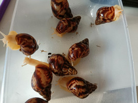 Achatina reticulata vauvoja, Muut eläimet, Lemmikkieläimet, Turku, Tori.fi Achatina reticulata vauvoja, Muut eläimet, Lemmikkieläimet, Turku, Tori.fi