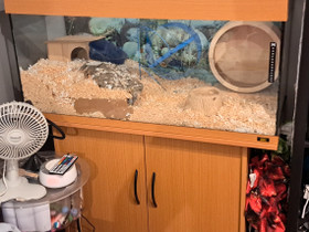 Terraario, Muut eläintarvikkeet, Lemmikkieläimet, Hämeenlinna, Tori.fi Terraario, Muut eläintarvikkeet, Lemmikkieläimet, Hämeenlinna, Tori.fi