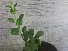 Tulilatva, Kasvit ja siemenet, Piha ja puutarha, Joensuu, Tori.fi Tulilatva, Kasvit ja siemenet, Piha ja puutarha, Joensuu, Tori.fi