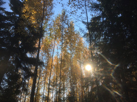 O:Metsätila Etelä-Karjalasta, Metsätilat ja maatilat, Imatra, Tori.fi O:Metsätila Etelä-Karjalasta, Metsätilat ja maatilat, Imatra, Tori.fi
