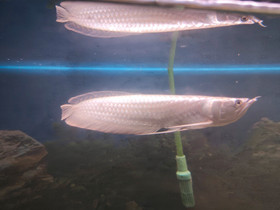Arowana 45cm, Kalat ja akvaariot, Lemmikkieläimet, Lahti, Tori.fi Arowana 45cm, Kalat ja akvaariot, Lemmikkieläimet, Lahti, Tori.fi