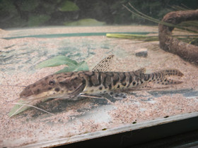 Tiger shovelnose 30cm, Kalat ja akvaariot, Lemmikkieläimet, Lahti, Tori.fi Tiger shovelnose 30cm, Kalat ja akvaariot, Lemmikkieläimet, Lahti, Tori.fi