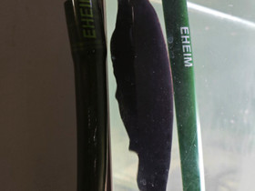 Ghost knife fish, 35cm, Kalat ja akvaariot, Lemmikkieläimet, Lahti, Tori.fi Ghost knife fish, 35cm, Kalat ja akvaariot, Lemmikkieläimet, Lahti, Tori.fi