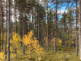 Metsää Päijät-Hämeestä, Metsätilat ja maatilat, Asikkala, Tori.fi Metsää Päijät-Hämeestä, Metsätilat ja maatilat, Asikkala, Tori.fi