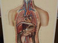 Opetustaulu anatomia