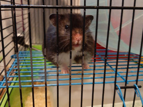 Syyrialaisia hamsterivauvoja, Jyrsijät, Lemmikkieläimet, Lahti, Tori.fi Syyrialaisia hamsterivauvoja, Jyrsijät, Lemmikkieläimet, Lahti, Tori.fi