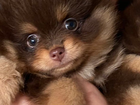 Pienet pörröiset pennut, Koirat, Lemmikkieläimet, Ylöjärvi, Tori.fi Pienet pörröiset pennut, Koirat, Lemmikkieläimet, Ylöjärvi, Tori.fi