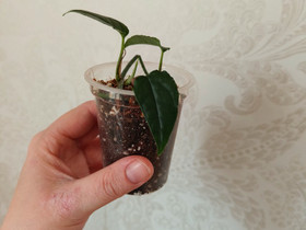 E. Pinnatum Cebu Blue Var., Kasvit ja siemenet, Piha ja puutarha, Nivala, Tori.fi E. Pinnatum Cebu Blue Var., Kasvit ja siemenet, Piha ja puutarha, Nivala, Tori.fi