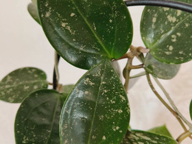 H. Verticillata Splash, Kasvit ja siemenet, Piha ja puutarha, Nivala, Tori.fi H. Verticillata Splash, Kasvit ja siemenet, Piha ja puutarha, Nivala, Tori.fi