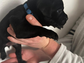 Staffordshirenbullterrieri narttu pennut, Koirat, Lemmikkieläimet, Pori, Tori.fi Staffordshirenbullterrieri narttu pennut, Koirat, Lemmikkieläimet, Pori, Tori.fi