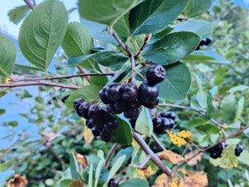 Pensas aronia, Kasvit ja siemenet, Piha ja puutarha, Rovaniemi, Tori.fi Pensas aronia, Kasvit ja siemenet, Piha ja puutarha, Rovaniemi, Tori.fi