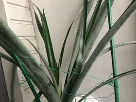 Viherkasvi ananas, Kasvit ja siemenet, Piha ja puutarha, Joensuu, Tori.fi Viherkasvi ananas, Kasvit ja siemenet, Piha ja puutarha, Joensuu, Tori.fi