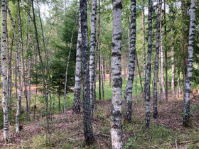 Träskbölentie 560, Salo, Metsätilat ja maatilat, Salo, Tori.fi Träskbölentie 560, Salo, Metsätilat ja maatilat, Salo, Tori.fi